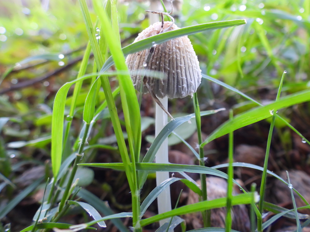 flocculose inkcap · July 2026 · photo: Photo: (c) Oscar Alejandro Morales Juárez, some rights reserved (CC BY-SA) · iNaturalist