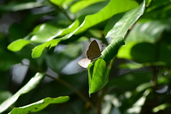 Jamides bochus formosanus