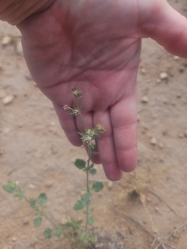 Abert's buckwheat