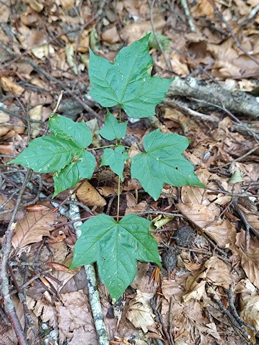 Acer lobelii
