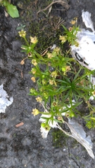 Sagina japonica