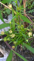 Sagina japonica