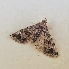 Alucita montana