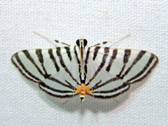 Conchylodes grammaphora