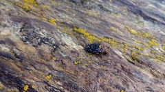Dermestes undulatus