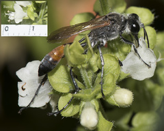 Podalonia tydei suspiciosa