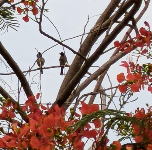 Red-vented Bulbul