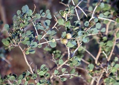 Atraphaxis pyrifolia, photograph (c) Dr. Alexey Yakovlev, some rights reserved (CC BY)