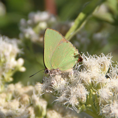 Cyanophrys herodotus