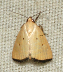 Marimatha nigrofimbria