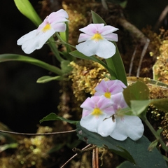 Miltoniopsis vexillaria