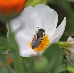 Megachile montivaga