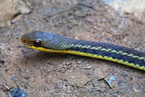 Eastern Madagascar Water Snake