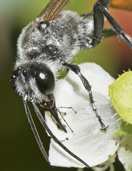 Podalonia tydei suspiciosa