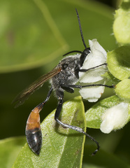 Podalonia tydei suspiciosa