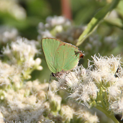 Cyanophrys herodotus