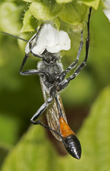 Podalonia tydei suspiciosa