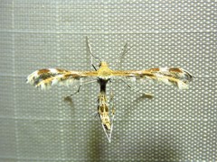 Dejongia lobidactylus