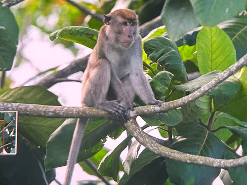 Long-tailed Macaque