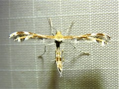 Dejongia lobidactylus