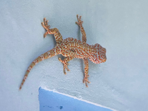 Tokay Gecko