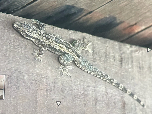 Flat-tailed House Gecko