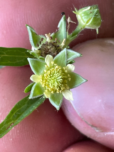 Geum virginianum, photograph 1