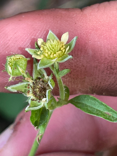 Geum virginianum, photograph 2