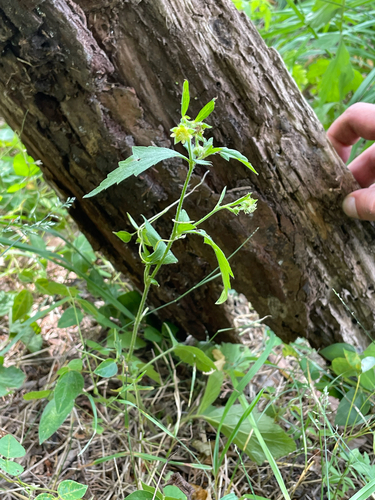 Geum virginianum, photograph 4