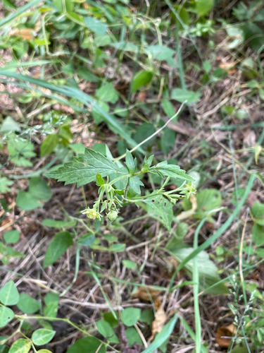 Geum virginianum, photograph 5