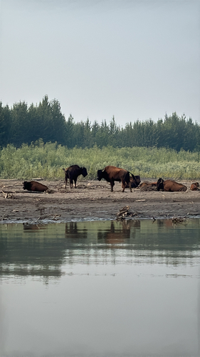 Wood Bison