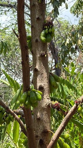 Averrhoa bilimbi, 2026-07-14
