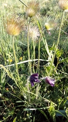 Pulsatilla
