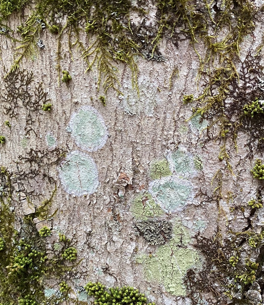 Whitewash Lichen from Southwest Park, Nashua, NH, US on April 29, 2020