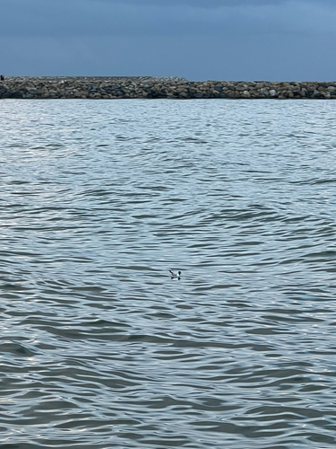 Mediterranean Gull