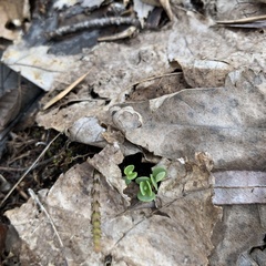 Hylotelephium telephium