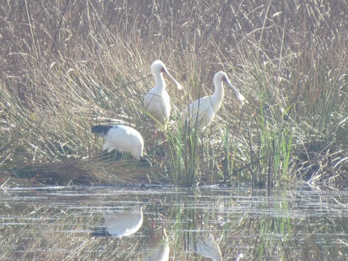 iNaturalist: (c) Gareth Bain, some rights reserved (CC BY-NC), uploaded by Gareth Bain iNaturalist image