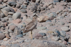 Burhinus superciliaris