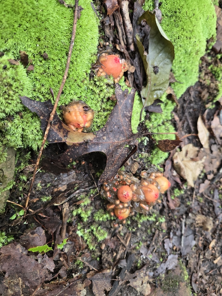 stalked puffball-in-aspic · July 2026 · photo: Photo: (c) Andre Knocklein, some rights reserved (CC BY) · iNaturalist