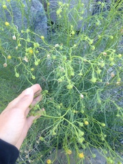 Senecio flaccidus monoensis