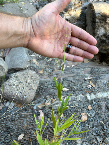 iNaturalist observation photo of panic veldtgrass