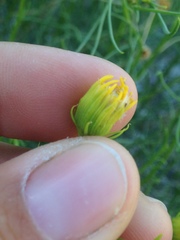 Senecio flaccidus monoensis