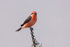 Pyrocephalus rubinus cocachacrae