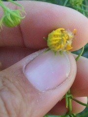 Senecio flaccidus monoensis