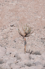 Browningia candelaris