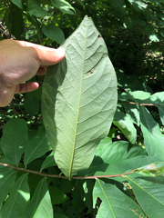 Asimina triloba