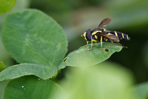 Xanthogramma pedissequum nuotrauka