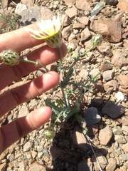 Malacothrix coulteri