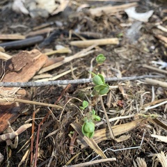 Hylotelephium telephium