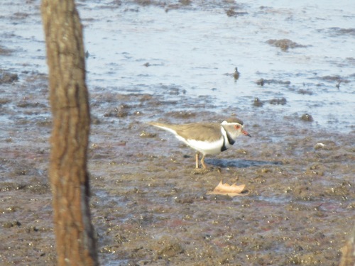 iNaturalist image